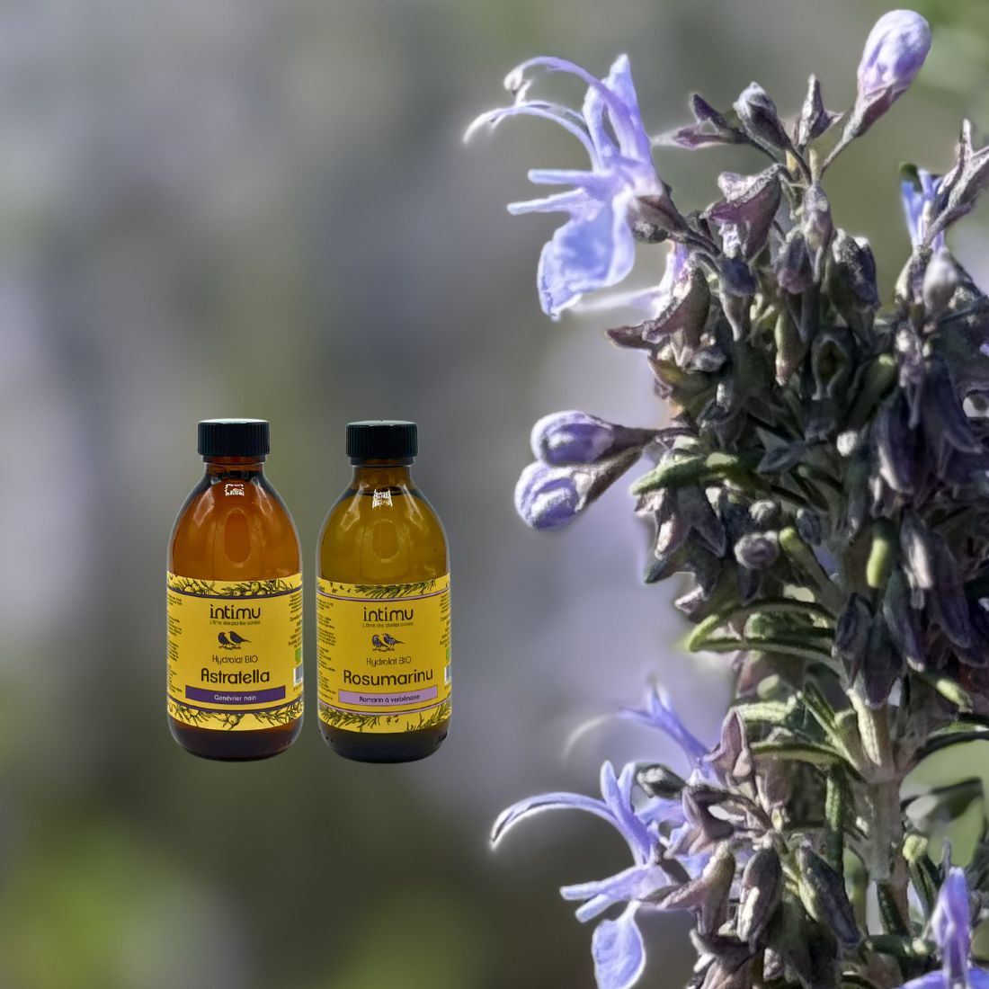 cure-detox-drainage-hydrolats-bio-intimu Cure détox drainage naturel hydrolats BIO Intimu