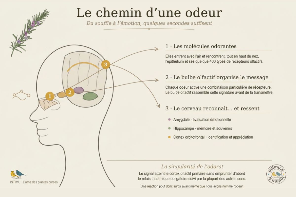 Schéma du trajet des odeurs vers les régions cérébrales