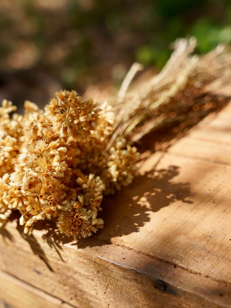 Bouquet d’immortelle de Corse séchée posé sur du bois