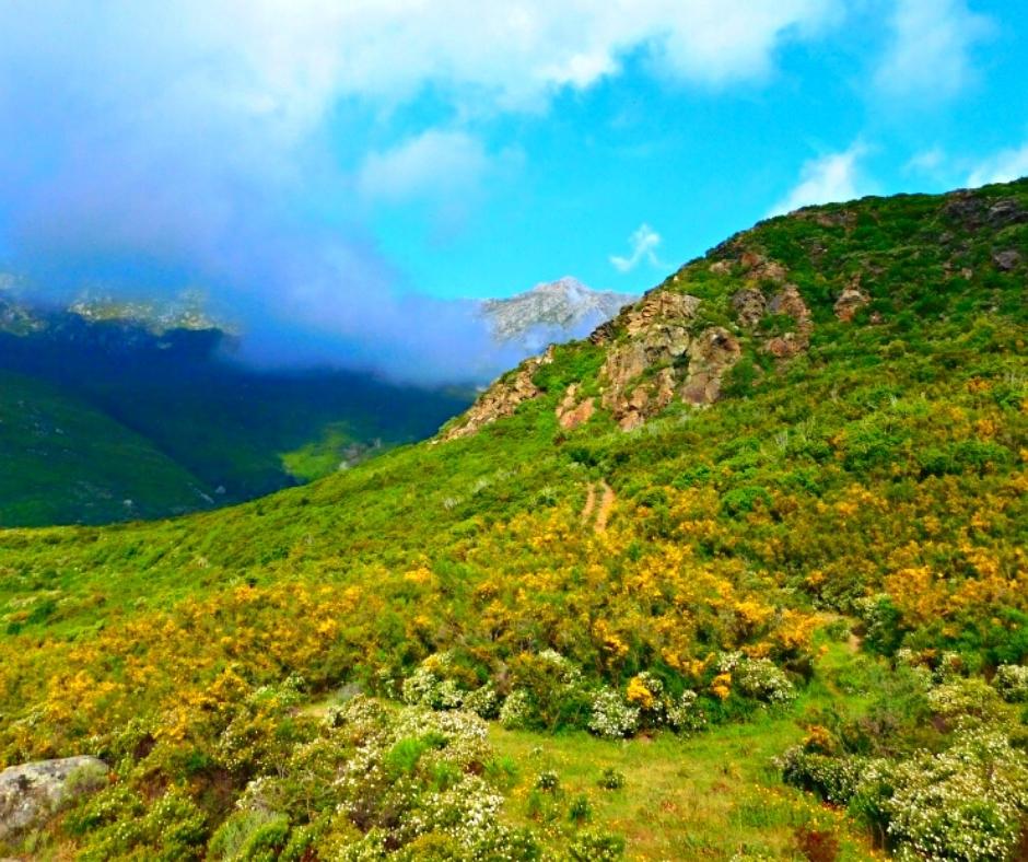 Maquis corse en fleurs dans la montagne, entre soleil et brume