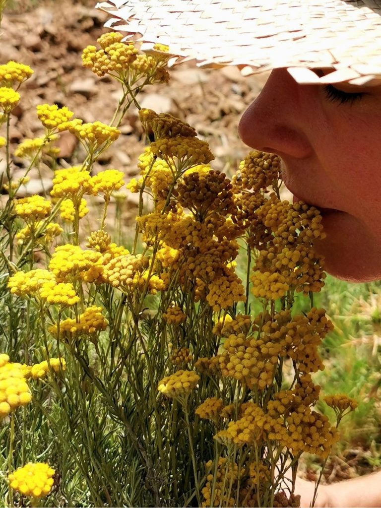 Hélène exerce son odorat en respirant une plante aromatique corse