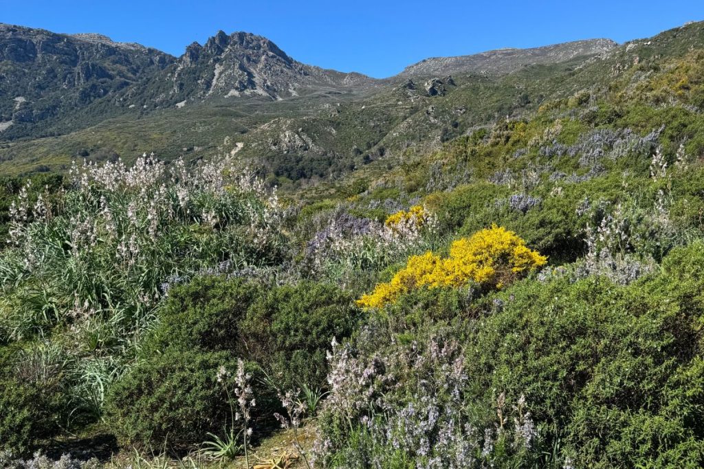 cueillette du romarin avec Sophie Jovillard au Cap Corse pour échappées belles