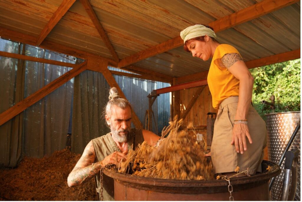 Distillation de l’huile essentielle d’immortelle de Corse par Intimu