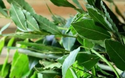 Hydrolats et maux de l’hiver : le Myrte vert et le Laurier noble, deux alliés du maquis corse