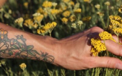 Huile d’immortelle : Macérat, huile essentielle ou eau florale d’immortelle : quelles différences ?