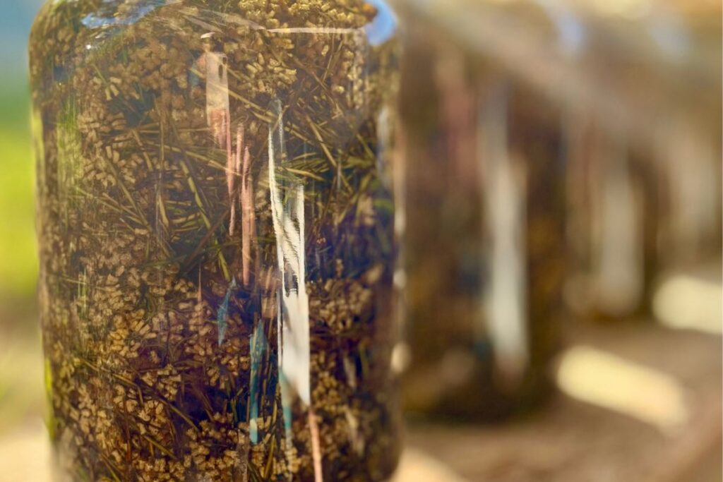 Macérat huileux d’immortelle de Corse utilisé dans les soins Intimu